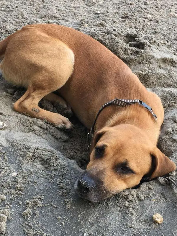 Cachorro raça Vira-lata idade 1 ano nome Sem Nome