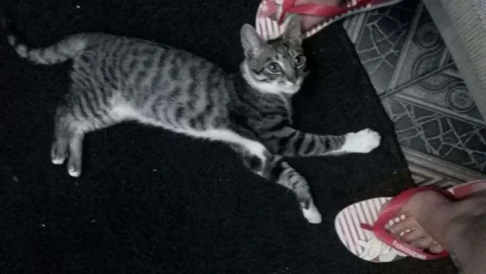 Gato raça Sem raça definida idade 2 a 6 meses nome Não tem