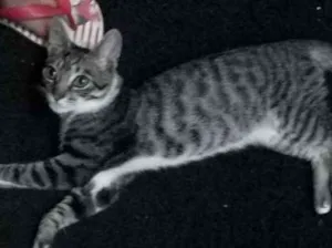 Gato raça Sem raça definida idade 2 a 6 meses nome Não tem