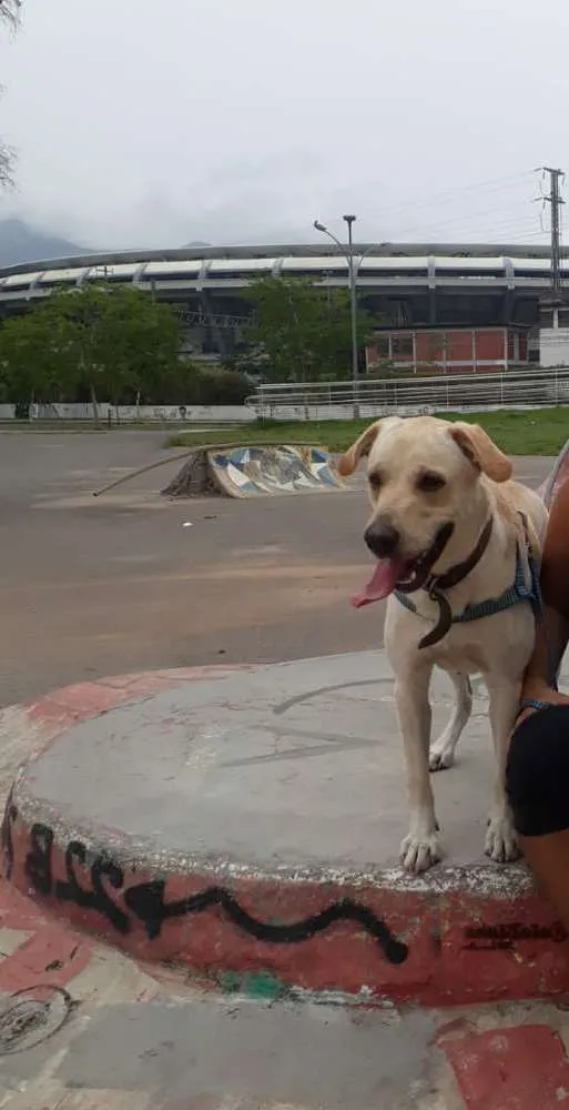 Cachorro ra a Labrador misturado  idade 2 anos nome Charlie