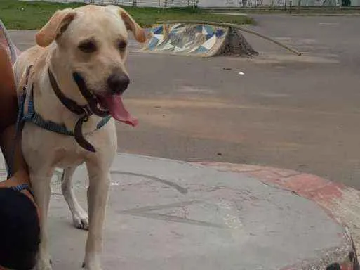Cachorro ra a Labrador misturado  idade 2 anos nome Charlie