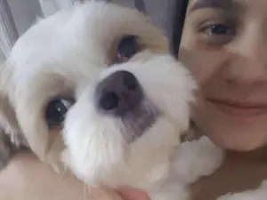 Cachorro raça Lhasa Apso idade 3 anos nome Bey
