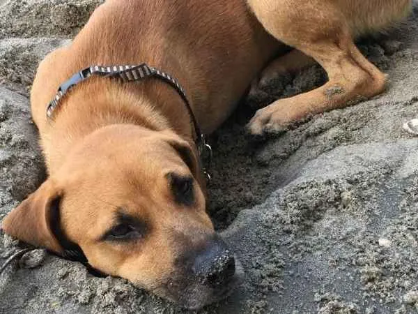 Cachorro raça Vira-lata idade 1 ano nome Sem Nome