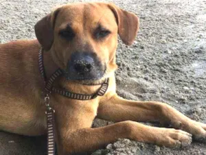Cachorro raça Vira-lata idade 1 ano nome Sem Nome