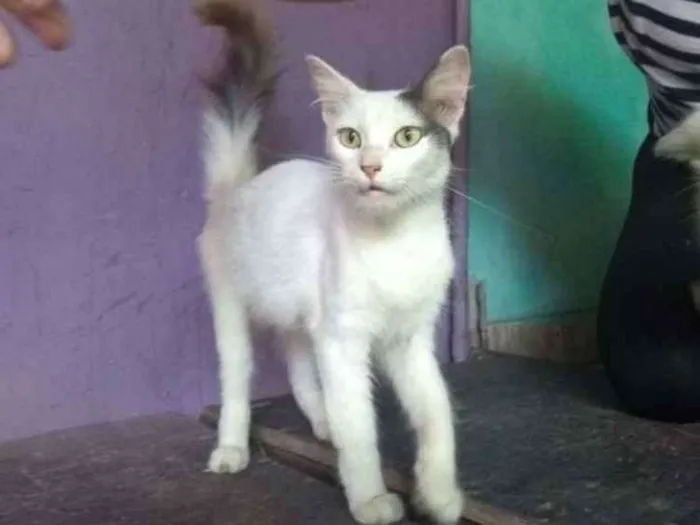 Gato ra a Indefinida idade 2 a 6 meses nome Femeas