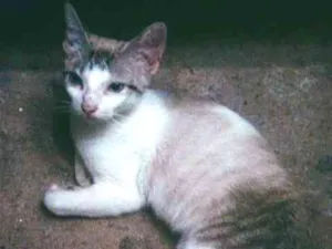 Gato raça  idade  nome Gatinha