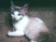 Gatinha