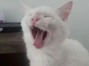 Gato raça SRD idade 2 a 6 meses nome Fubá 