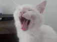 Fubá