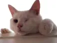 Fubá