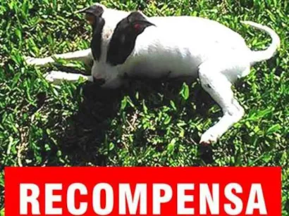 Cachorro raça SRD idade 1 ano nome Tuka GRATIFICA