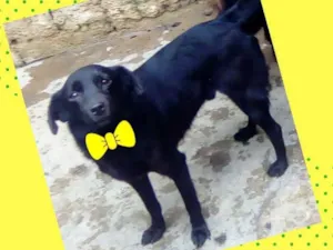 Cachorro raça Srd idade 2 anos nome Nicolas