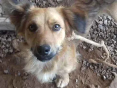 Cachorro raça Varias idade 7 a 11 meses nome Sherlock
