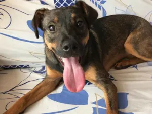 Cachorro raça Vira-lata idade 7 a 11 meses nome Mel