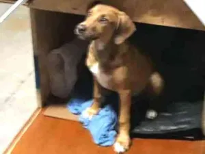 Cachorro raça Vira lata idade 2 a 6 meses nome Gaia