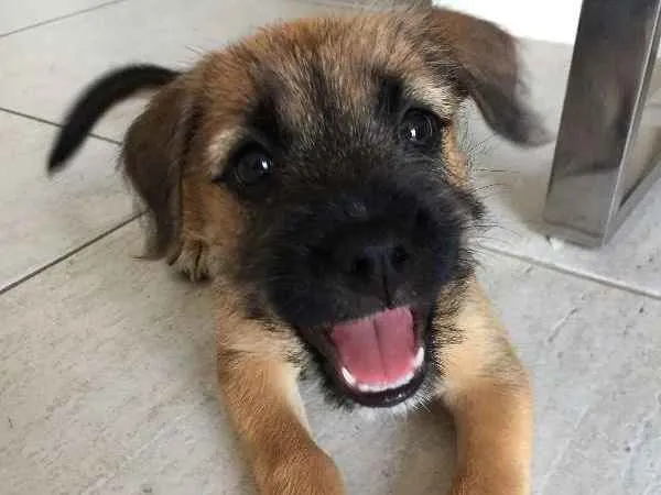 Cachorro ra a SRD idade Abaixo de 2 meses nome Kinder