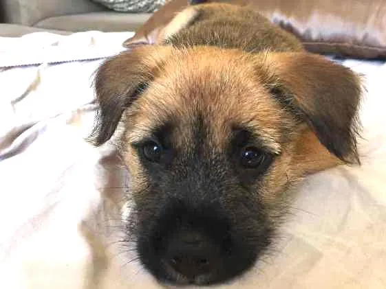 Cachorro ra a SRD idade Abaixo de 2 meses nome Kinder