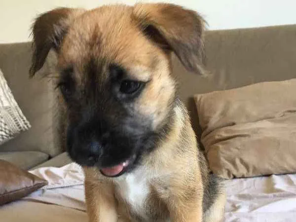 Cachorro ra a SRD idade Abaixo de 2 meses nome Kinder