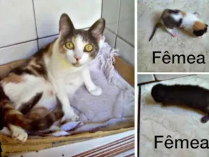 Gato raça Vira-lata idade 1 ano nome Macota