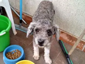 Cachorro raça Poodle idade 1 ano nome não sei
