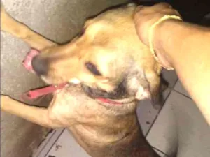 Cachorro raça Viralala idade 2 anos nome Lead
