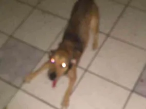 Cachorro raça Viralala idade 2 anos nome Lead