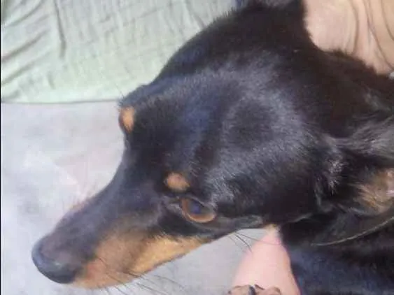 Cachorro ra a Pinscher  idade 6 ou mais anos nome Rex