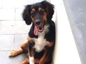 Cachorro raça Indefinida idade 7 a 11 meses nome Joe