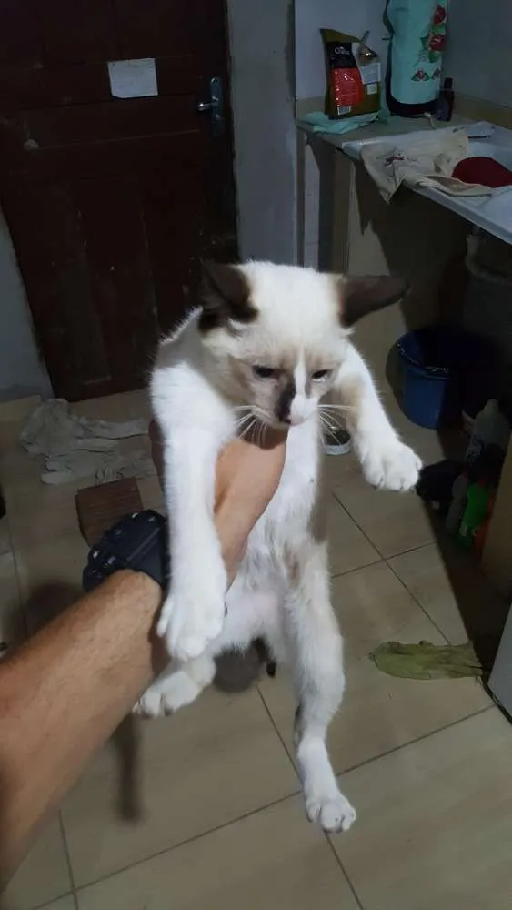 Gato raça Srd idade 2 a 6 meses nome Sem nome 