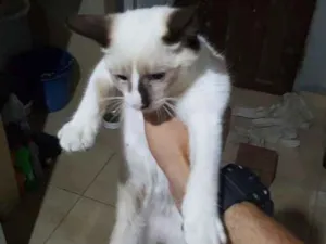 Gato raça Srd idade 2 a 6 meses nome Sem nome 