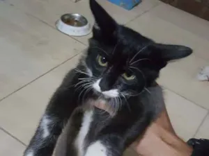 Gato raça Srd idade 2 a 6 meses nome Sem nome
