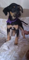 Mini Margo