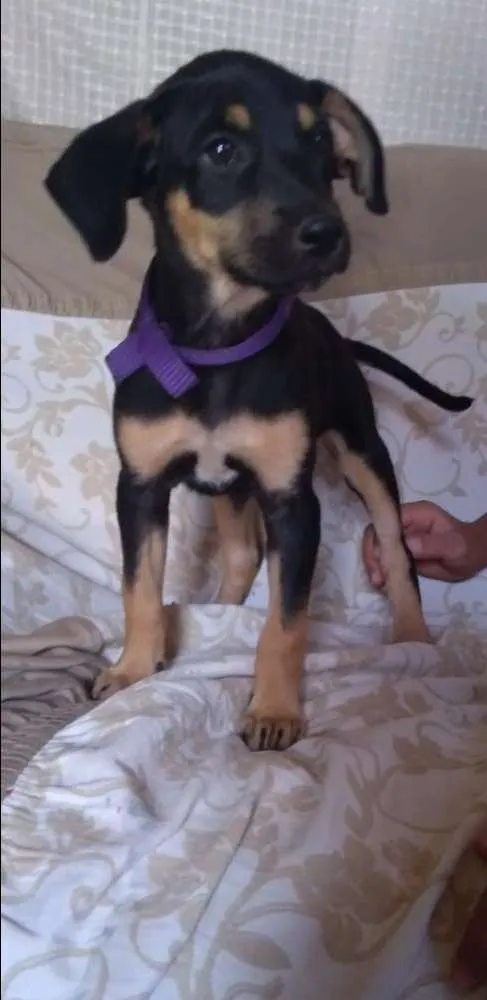 Cachorro ra a Misturada idade 2 a 6 meses nome Mini Margo