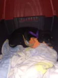 Mini Margo