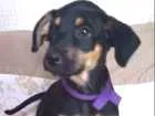Cachorro raça Misturada idade 2 a 6 meses nome Mini Margo