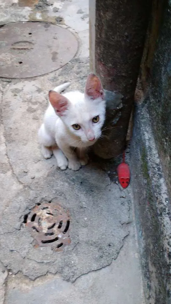 Gato ra a Srd idade 2 a 6 meses nome Sem nome