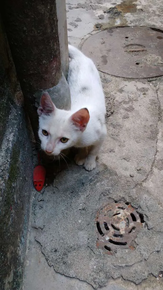 Gato ra a Srd idade 2 a 6 meses nome Sem nome
