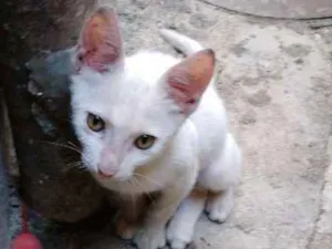 Gato raça Srd idade 2 a 6 meses nome Sem nome