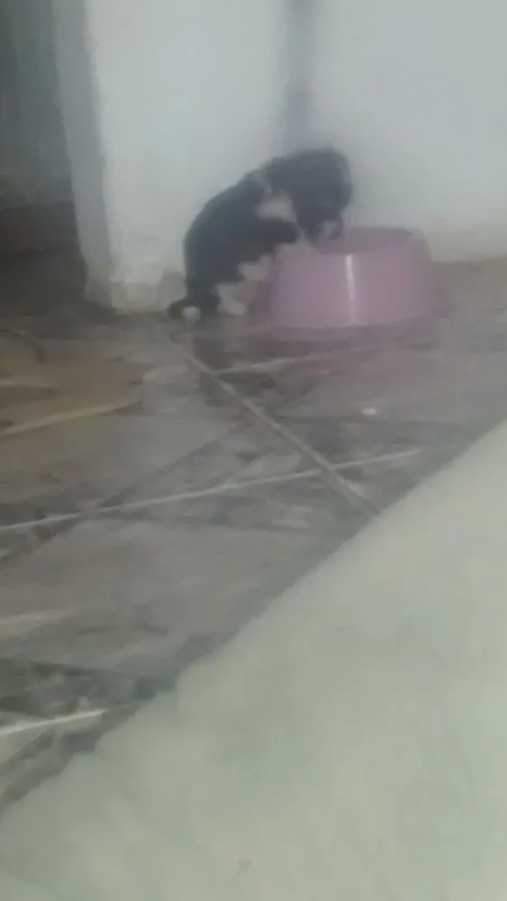 Cachorro raça Poodle misturado  idade Abaixo de 2 meses nome Tibau