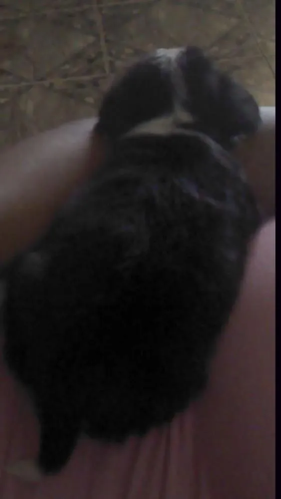 Cachorro raça Poodle misturado  idade Abaixo de 2 meses nome Tibau