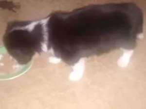 Cachorro raça Poodle misturado  idade Abaixo de 2 meses nome Tibau