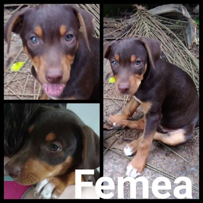 Cachorro raça Sr idade 2 a 6 meses nome Sem nome