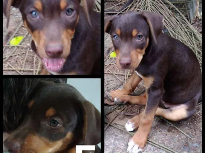 Cachorro raça Sr idade 2 a 6 meses nome Sem nome