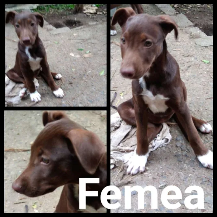 Cachorro raça Sr idade 2 a 6 meses nome Sem nome