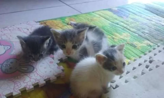 Gato ra a Não tem raça definida. idade 2 a 6 meses nome Nao tem nome ainda