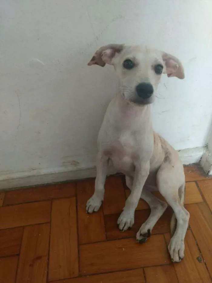Cachorro ra a Viralatas idade 2 a 6 meses nome Mel
