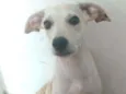 Mel