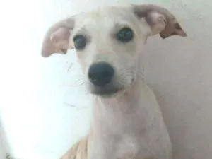 Cachorro raça Viralatas idade 2 a 6 meses nome Mel