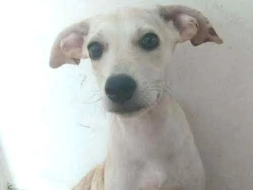 Cachorro ra a Viralatas idade 2 a 6 meses nome Mel
