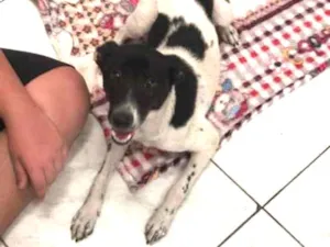 Cachorro raça Vira lata idade 2 anos nome Melanie 